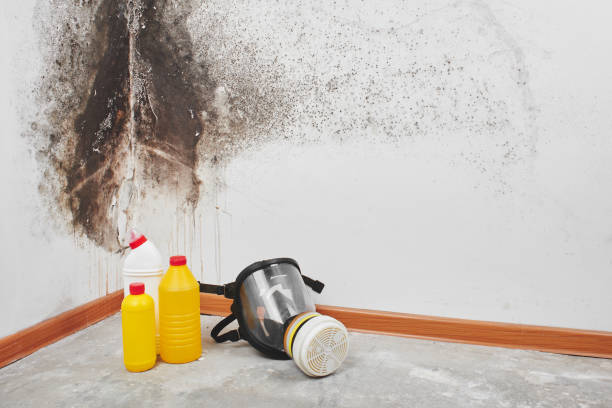 Best Black Mold Removal  in Williamstown, PA