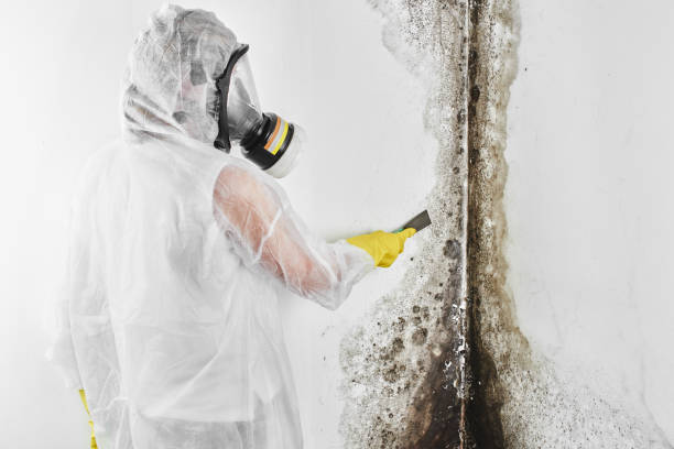 Best Fast Mold Removal  in Williamstown, PA