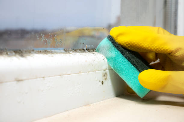 Best Crawl Space Mold Removal  in Williamstown, PA