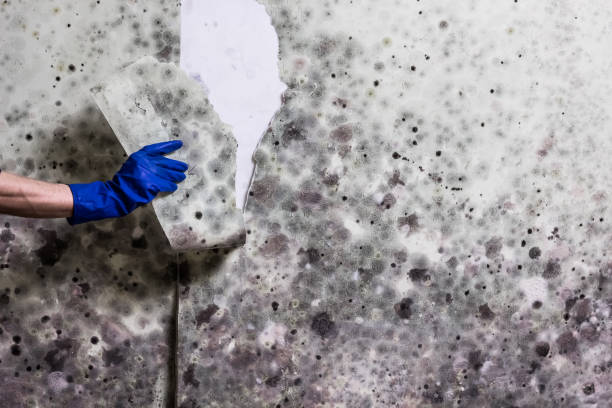 Mold Testing and Removal in Williamstown, PA